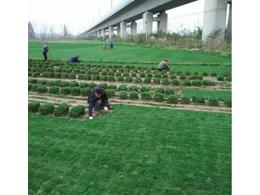 绿化草坪铺种施工方案