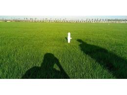 惠州茂沁绿化生态园艺场草坪基地草皮全面上市！