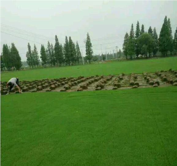 马尼拉草大批量供应-广东茂沁绿化草场园林绿化草皮种植基地
