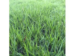 [台湾草]四川台湾2号草皮,台湾草卷