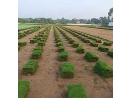 [兰引三号草]兰引三号草批发