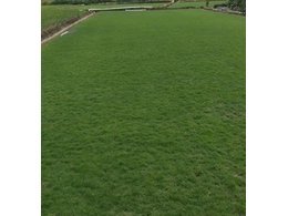 [兰引三号草]兰引三号草价格