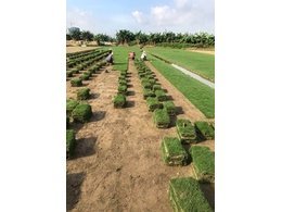 [绿化草卷]南山草卷报价