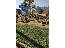 [绿化草卷]南山兰引三号卷草价格