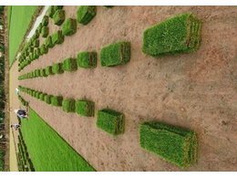 [绿化草卷]绿化草皮多少钱一捆