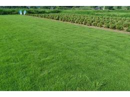 [台湾草]台湾草与有什么马尼拉草区别？