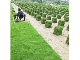 [台湾草]台湾草种子价格多少钱一斤