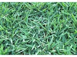 [台湾草]茂沁台湾草种子草坪种子