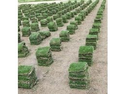 [兰引三号草]云浮兰引三号草供应