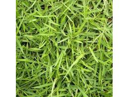 [兰引三号草]兰引三号厂家直供