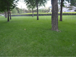 景观设计中常用的草坪草种选择指南